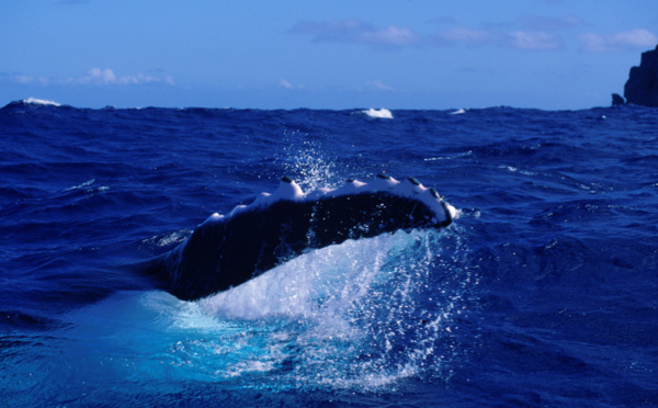 Bonne année en compagnie de Tahiti Infos!  Tē ‘āpe’e nei Tahiti-Infos iā ‘outou pā’ato’a!