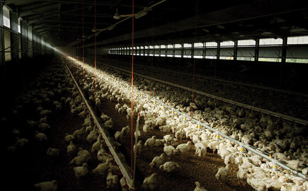 Grippe aviaire: les éleveurs italiens aux abois après l'abattage de 18 millions de volailles