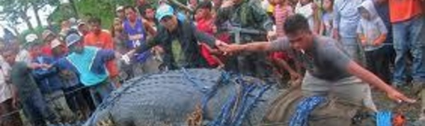 Nord de l’Australie : moins de crocodiles capturés en 2013