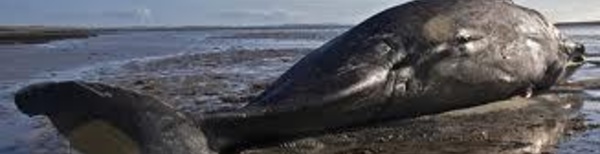 Mort de près de 40 baleines après leur échouage sur une plage de Nouvelle-Zélande