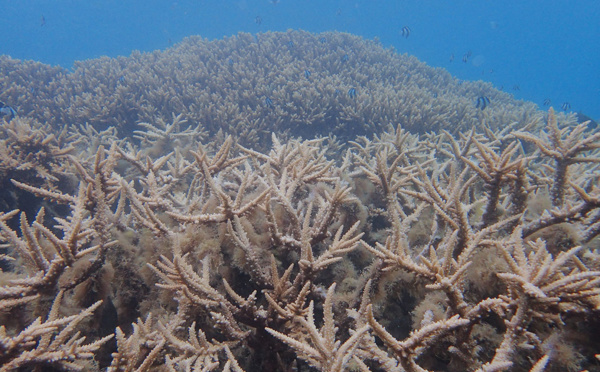 Climat: les coraux quasi certainement condamnés, selon une étude