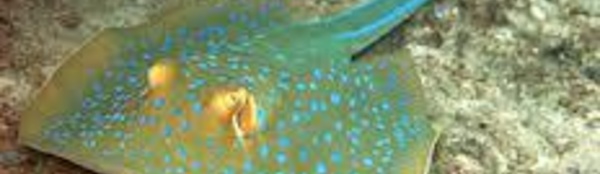 Nouvelle Zélande: Blessures de raies pastenague en série