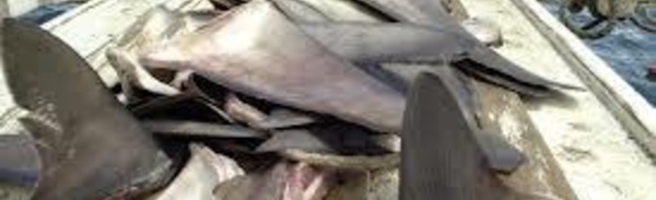 Ailerons de requins : la Nouvelle-Zélande déclare la guerre aux chasseurs