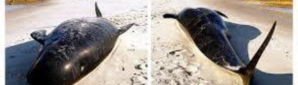 Nouvel échouage de cétacés en Nouvelle-Zélande