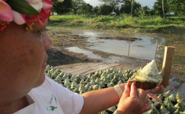 466 tonnes de trocas récoltés lors de la dernière campagne
