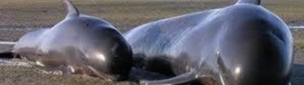 NZélande: des baleines-pilotes échouées sur une plage vont être euthanasiées