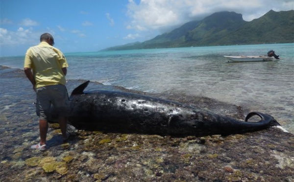 Baleines échouées : attention danger