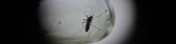 Épidémies: 1000 cas de dengue à Fidji, 1er cas de Zika en Nle Calédonie