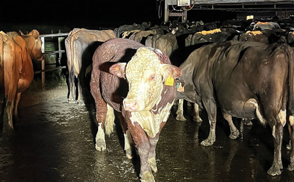 Un taureau néo-zélandais entre dans la légende après avoir survécu à une crue