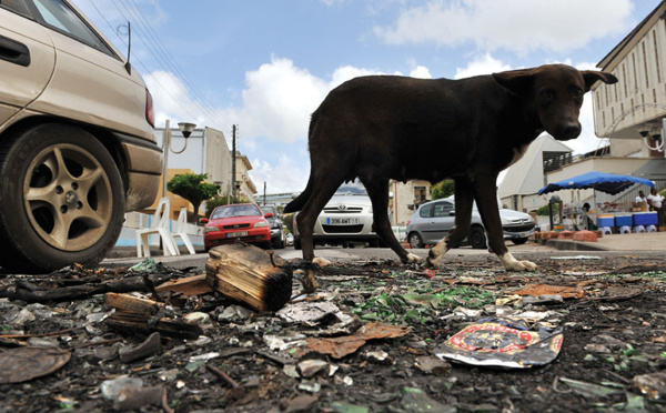 La prolifération des chiens créoles, un problème pour la Guadeloupe