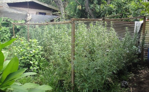 1440 pieds de cannabis saisis à la Presqu'île