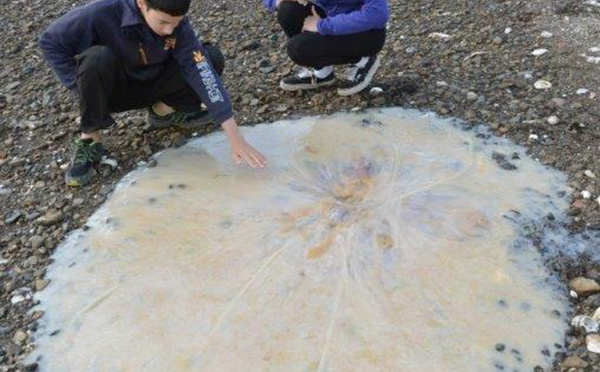 Une méduse géante s'échoue sur une plage en Australie