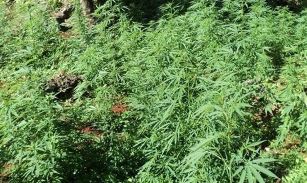 Huit mois de prison ferme pour 170 plants de paka