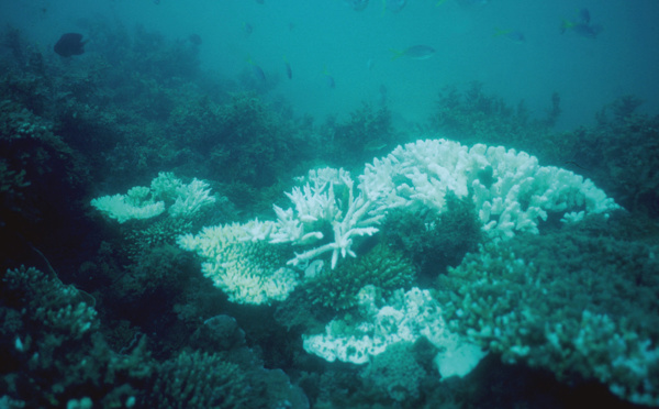 La Grande barrière de corail encore victime d'un blanchissement "généralisé"