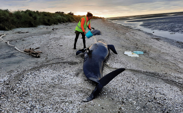 Nouvelle-Zélande: une vingtaine de cétacés échoués retrouvés morts