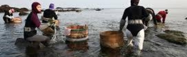 Trois jours après leur disparition, des plongeuses japonaises retrouvées agrippées aux coraux