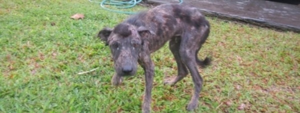 Élections municipales en Polynésie : et les animaux alors ???