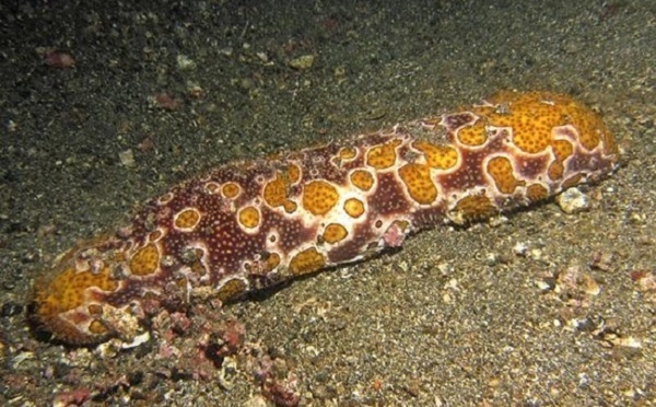 La pêche commerciale de rori rouverte dans certains lagons des Tuamotu