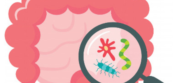 Microbiote intestinal : son rôle chez l’être humain