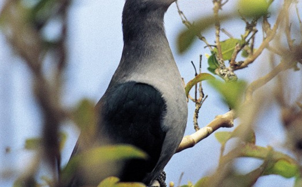 Oiseau endémique aux îles Marquises : le ‘upe a failli disparaitre