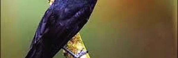 Préserver l’avifaune endémique: l’association Manu et le Monarque de Tahiti en vedette