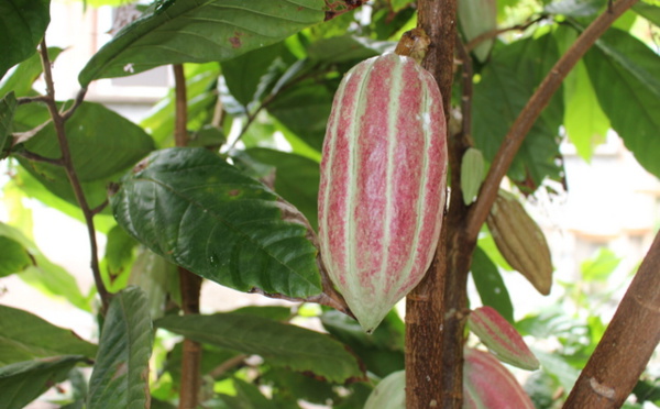 Les secrets du chocolat