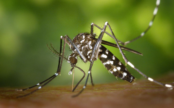 Moustiques : la menace du zika s’éloigne, celle de la dengue se ravive