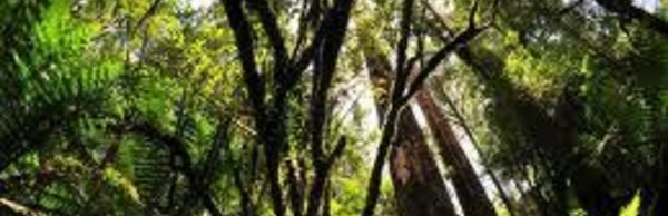 L'Australie compte trop de forêts protégées, selon son Premier ministre