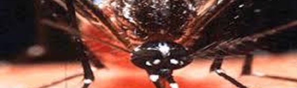 La dengue a fait sept morts à Fidji