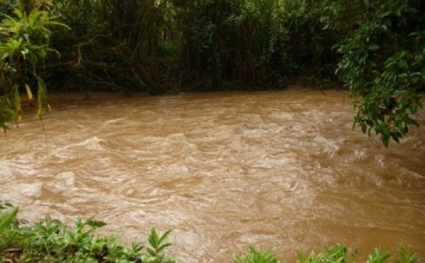Pluies : attention au risque élevé de leptospirose (màj)
