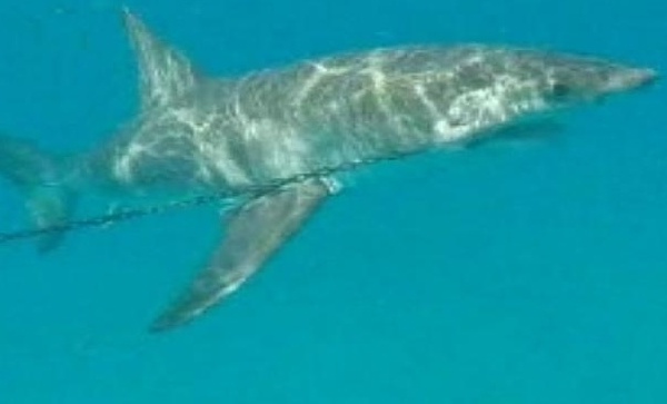 Championnats du monde de surf : un requin blanc de plus de trois mètres capturé à 300m du spot de ‘Snapper Rocks’