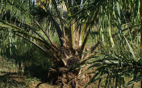L'Indonésie suspend toutes ses exportations d'huile de palme