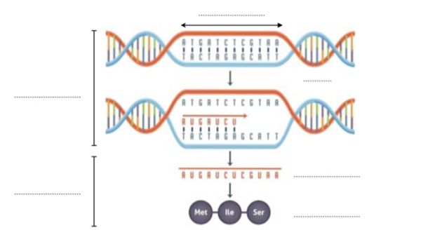 Mieux comprendre l’ADN
