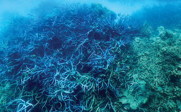 Australie: 91% de la Grande Barrière de corail a subi un "blanchissement"