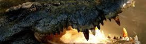 L'Australie renonce à son projet de safaris aux crocodiles