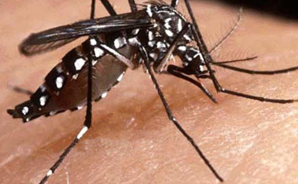 Dengue en Polynésie: l'épidémie persiste et s'aggrave