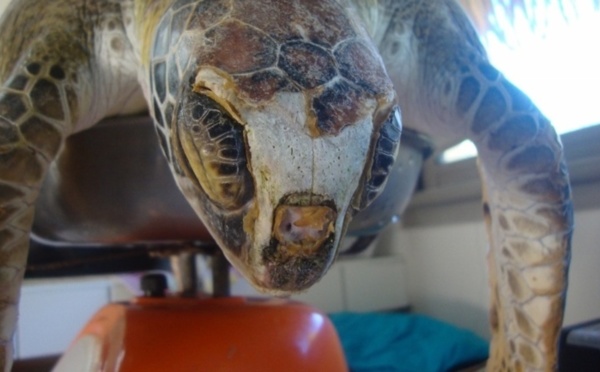 A l'Assemblée de Polynésie, la consommation de chair de tortue est évoquée