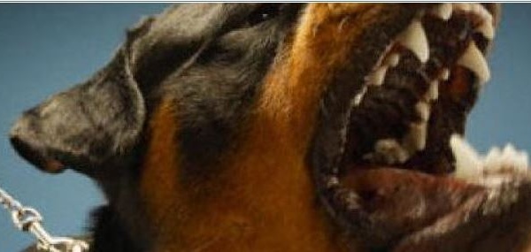 Un enfant de 18 mois mordu gravement à la tête par un chien