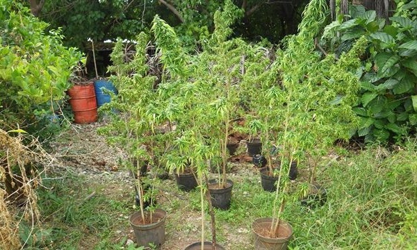 Deux importantes saisies de paka sur un motu à Huahine