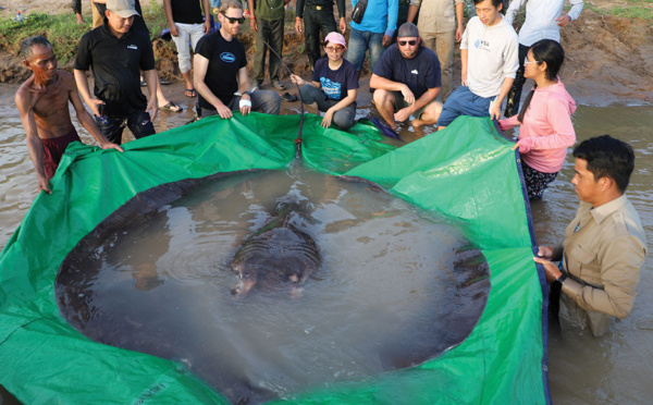 Cambodge: un pêcheur capture le plus gros poisson d'eau douce jamais enregistré, une raie de 300 kg
