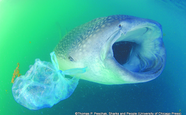 Hawaï et Los Angeles interdisent les sacs en plastique