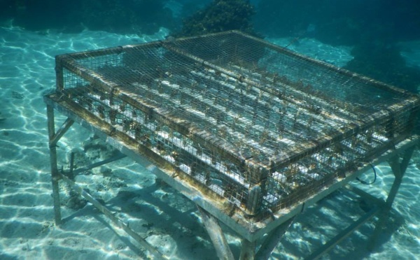 Adoptez un corail : Devenir un jardinier du lagon