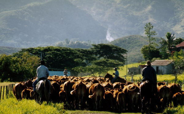 "Français et Calédonien", Flavien Pierson, descendant de pionniers, n'imagine la vie que sur le Caillou