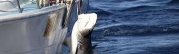 170 requins capturés pour un programme controversé en Australie