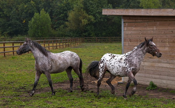 Accident dans un centre équestre en Ille-et-Vilaine: 17 blessés, dont 15 enfants