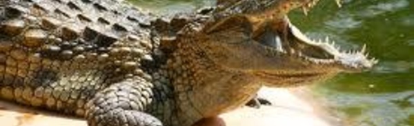 Un garçonnet de 11 ans dévoré par un crocodile