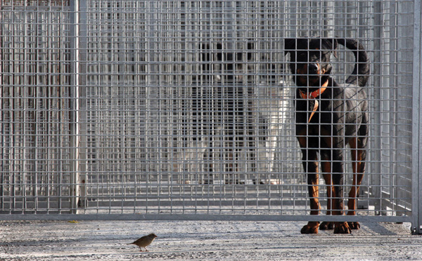 Les refuges pour animaux saturés, 30 Millions d'amis verse plus d'un million d'euros