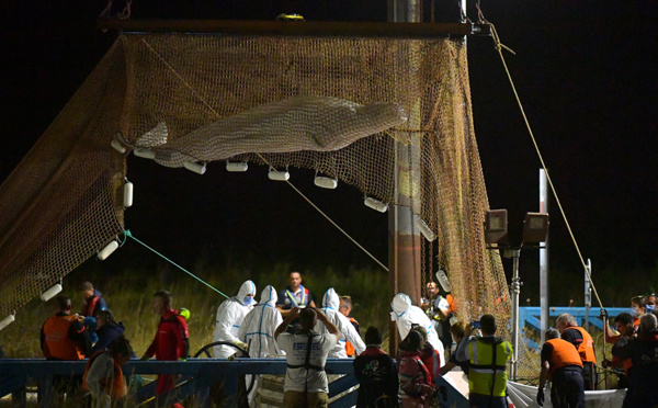 "Trop affaibli", le béluga n'a pas survécu au sauvetage de la dernière chance