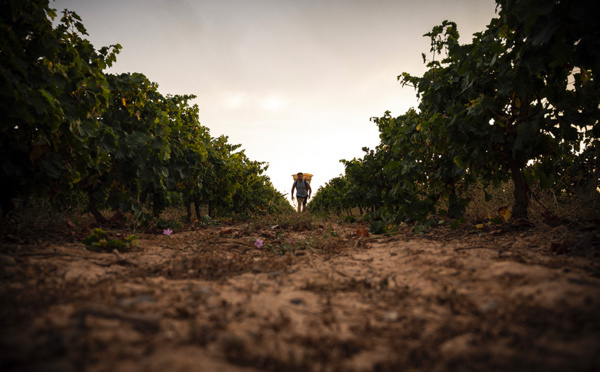 Des vendanges 2022 précoces, suspendues à la sécheresse dans l'espoir d'un "joli" millésime