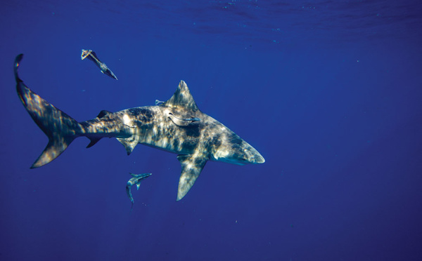 Un enfant amputé d'une partie de sa jambe après une attaque de requin en Floride